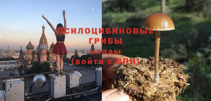 kraken ССЫЛКА  Зерноград  Псилоцибиновые грибы Magic Shrooms 